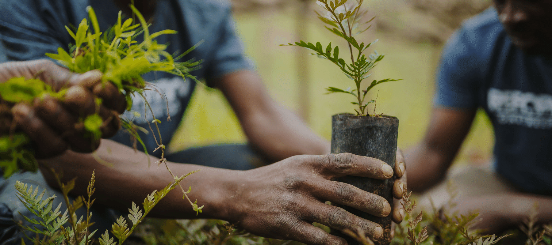 CER Tree planting